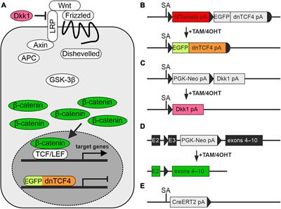 Wnt/β-Catenin Signaling Promotes Differentiation of Ischemia-Activated Adult Neural Stem/Progenitor Cells to Neuronal Precursors